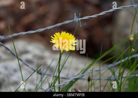 Une fleur jaune Hieracium parmi les fils de bouleau. Banque D'Images