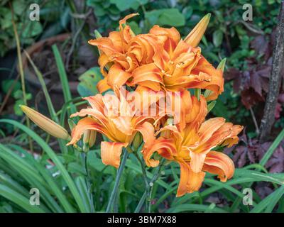 Gros plan sur les fleurs colorées orange et rouge de hemerocallis fulva kwanso aka orange daylily ou corn lis fleurissant à l'extérieur dans le jardin tropical Banque D'Images