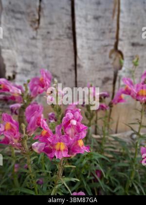 Fleurs de snapdragon rose en fleurs, placées sur un fond en bois rustique. Une scène florale délicate et naturelle aux tons doux. Banque D'Images