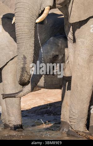 Le veau éléphant se tient protégé entre deux adultes lorsqu'ils boivent de la rivière Chobe. Un moment de faune tendre dans l'habitat naturel du Botswana. Banque D'Images