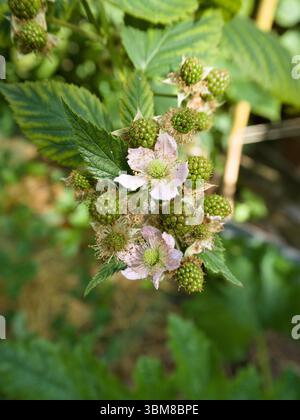 Branche de mûre avec des baies non mûres et des fleurs roses douces, vue rapprochée sous une lumière douce naturelle. Banque D'Images
