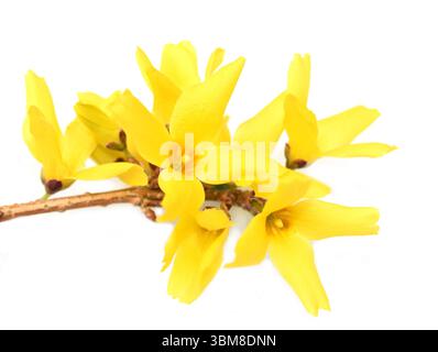 Branche d'arbuste Forsythia avec des fleurs jaune vif isolé sur fond blanc Banque D'Images