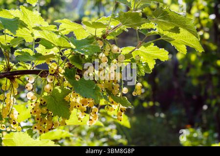 cassis blanc doux sur la brindille en été. environnement de jardin extérieur avec baies biologiques mûres. journée ensoleillée. des aliments sains cultivés au pays. délicieux et juteux Banque D'Images