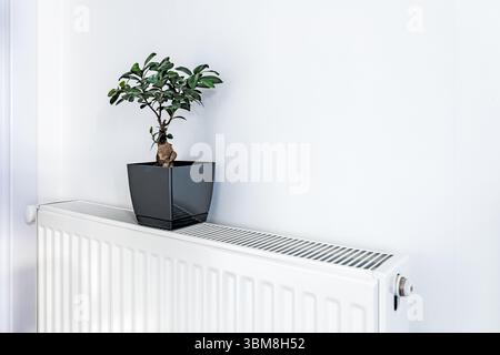 Petit bonsaï en pot sur un radiateur blanc moderne contre un mur blanc minimal Banque D'Images