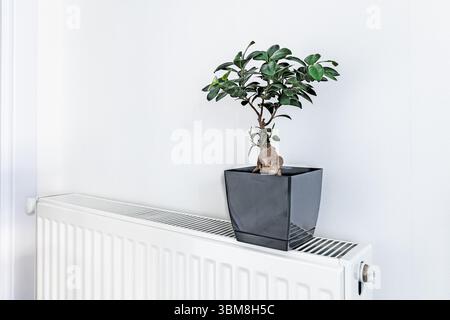 Gros plan d'un bonsaï dans un pot carré noir placé sur un radiateur blanc dans un intérieur propre Banque D'Images