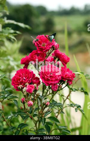 Une belle photographie rapprochée de fleurs de rose en fleurs, mettant en valeur leurs pétales doux et superposés et leurs couleurs vibrantes. Banque D'Images