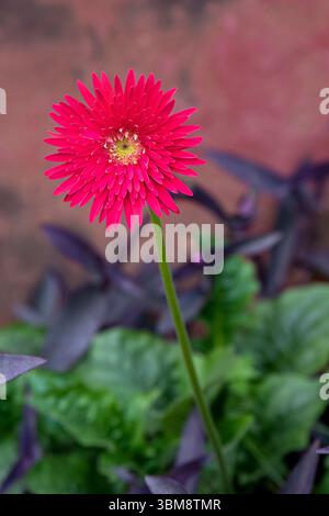 Une photographie rapprochée vibrante d'une fleur de Gerbera, mettant en valeur sa couleur audacieuse, ses pétales délicats et son disque central. Banque D'Images