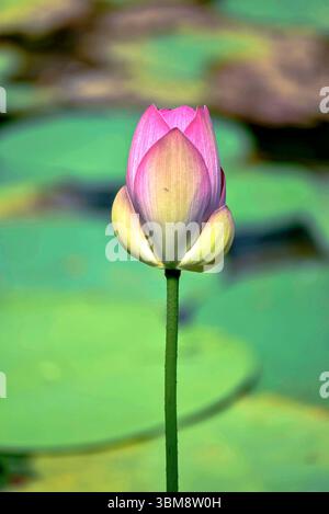 Une belle photographie rapprochée d'une fleur de lotus en pleine floraison, mettant en valeur ses pétales délicats et sa forme naturelle sereine. Banque D'Images