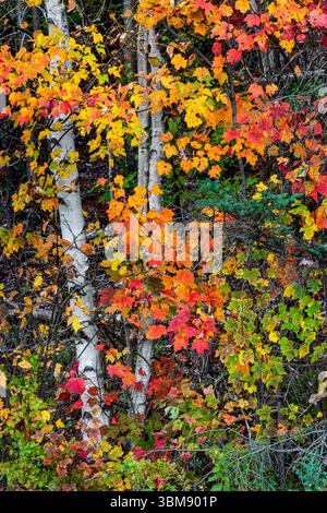 Bouleaux et feuilles d'automne, Adirondack Park, NY Banque D'Images