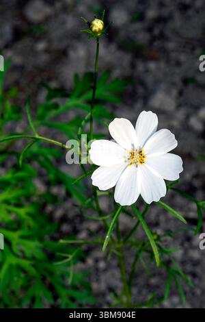 Une superbe photographie rapprochée d'une fleur de cosmos vibrante affichant ses pétales délicats et son centre jaune complexe. Banque D'Images