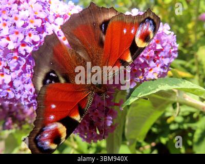 ...Solch einem Angebot an sueßem Saft kann kein Falter wiederstehen... Tagpfauenauge trinkt Nektar *** aucun papillon ne peut résister à une telle offre de jus sucré Peacock Butterfly drinks nectar Banque D'Images
