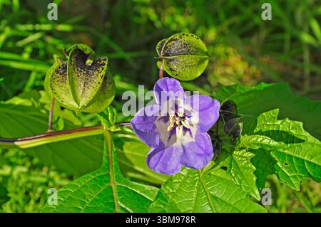 Nicandra physalodes est une espèce de plante à fleurs de la sous-famille des Solanoideae de la famille des ombres de nuit. Il est connu sous les noms communs pomme-du-Pérou Banque D'Images