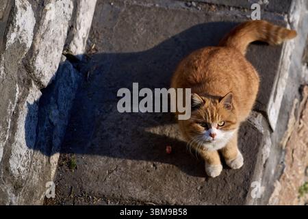 Chat de gingembre assis sur des marches de pierre au soleil, regardant curieusement Banque D'Images