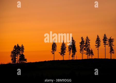 Déforestation montrant peu d'épinettes restantes dans la forêt de conifères à blanc, silhouette sur le ciel orange du coucher du soleil Banque D'Images