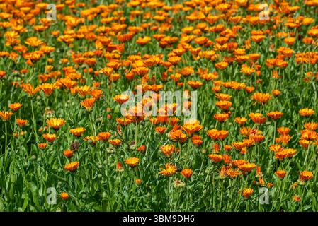 Or de Marie / souci commun / souci de pot / souci écossais / ruddles (Calendula officinalis / Calendula aurantiaca) en fleur dans le jardin Banque D'Images