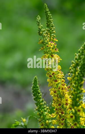 Molène noire / molène foncée (Verbascum nigrum) en fleur Banque D'Images