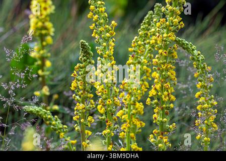 Molène noire / molène foncée (Verbascum nigrum) en fleur Banque D'Images