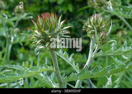 Cardoon / chardon d'artichaut (Cynara cardunculus / Carduus cardunculus) gros plan de pseudanthium / têtes de fleurs au début de l'été Banque D'Images