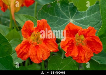 Jardin nasturtium / cresson indien / cresson de moine (Tropaeolum majus), fleur comestible dans le jardin d'herbes Banque D'Images