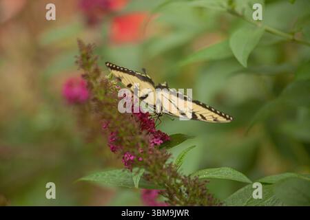 Papillon monarque sur une fleur de buisson Banque D'Images
