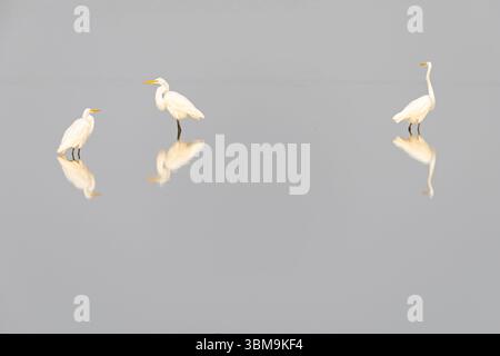 Trois grandes aigrettes (Ardea alba) debout dans l'eau. Banque D'Images