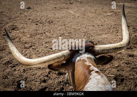 Une vue arrière d'un Texas Longhorn montrant la large portée de ses cornes, contre un champ de terre. Banque D'Images