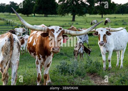Portrait d'une vache Texas Longhorn avec des cornes distinctives et une étiquette d'oreille rouge, debout parmi un troupeau dans un pâturage vert. Banque D'Images
