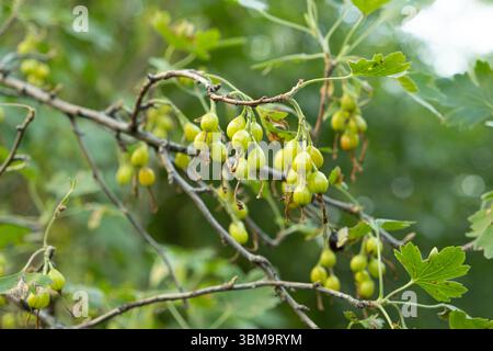 Groseilles vertes non mûres sur les branches d'un buisson de groseilles. Banque D'Images