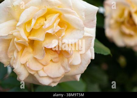 Macro bourgeon de rose jaune clair en fleur. Banque D'Images