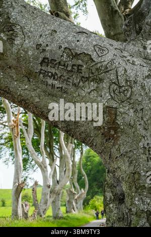 Vue rapprochée de sculptures sur un tronc d'arbre à Dark Hedges, une attraction naturelle populaire en Irlande du Nord. Affiche les noms, les dates et les cœurs gravés dans Banque D'Images
