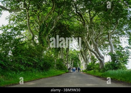 Dark Hedges avenue, Irlande du Nord. Les touristes marchent le long de la route bordée d'anciens hêtres formant un tunnel naturel unique. Banque D'Images