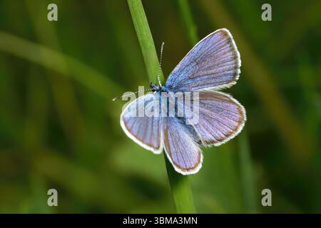 Papillon bleu commun (Polyommatus icarus) mâle sur un brin d'herbe Banque D'Images
