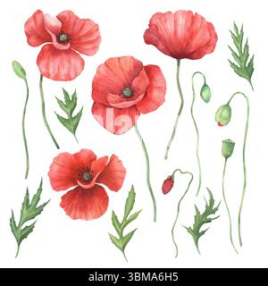Ensemble aquarelle avec coquelicots rouges, feuilles et bourgeons. Illustration florale botanique peinte à la main. Eléments isolés sur fond blanc. Pour invitations, cartes de vœux, cartes postales, impressions, emballages. Banque D'Images