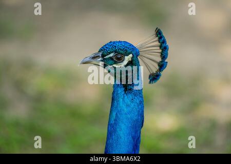 Gros plan d'un paon mâle au jardin botanique de Vallarta près de Puerto Vallarta, dans l'État de Jalisco, au Mexique. Banque D'Images