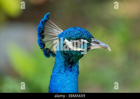 Gros plan d'un paon mâle au jardin botanique de Vallarta près de Puerto Vallarta, dans l'État de Jalisco, au Mexique. Banque D'Images