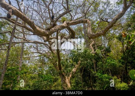 Un figuier au jardin botanique de Vallarta près de Puerto Vallarta, dans l'État de Jalisco, au Mexique. Banque D'Images