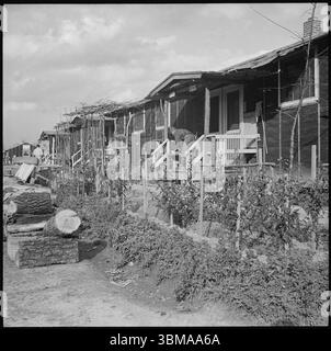 9 décembre 1943. Rohwer Relocation Center, McGehee, Arkansas. Relocation Center, utilisé comme camp de concentration japonais-américain de la seconde Guerre mondiale. À côté de la caserne, de nombreux évacués ont de petits jardins potagers et fleuris. Domaine public - source : Archives nationales à College Park , crédit : Gretchen Van Tassel Banque D'Images