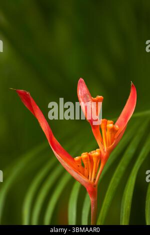 Fausse fleur d'oiseau de paradis (Heliconia psittacorum), Kuta, Bali, Indonésie Banque D'Images