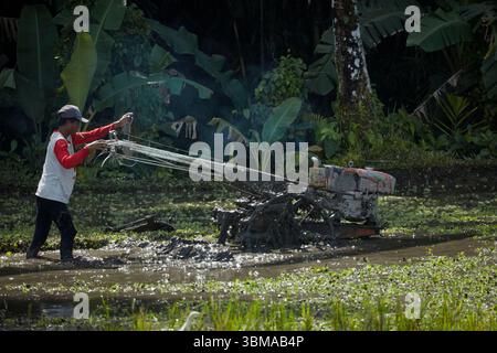 Homme travaillant dans le champ de riz près d'Ubud, Bali, Indonésie Banque D'Images