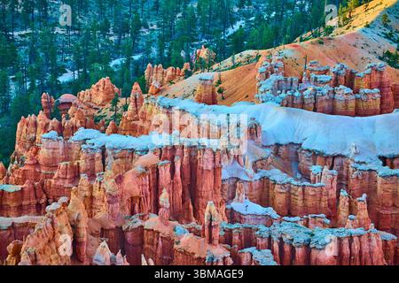 Bryce Canyon Hoodoos et Forêt au lever du soleil de Bryce point Utah Banque D'Images