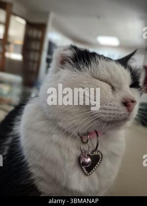 Gros plan d'un chat domestique de smoking noir et blanc sauvé (Kitty) méditant ou pratiquant le zen Banque D'Images