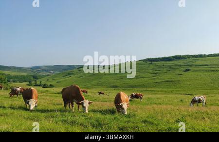 vaches qui paissent sur un haut plateau, probablement dans une région montagneuse ou vallonnée. En Roumanie Banque D'Images