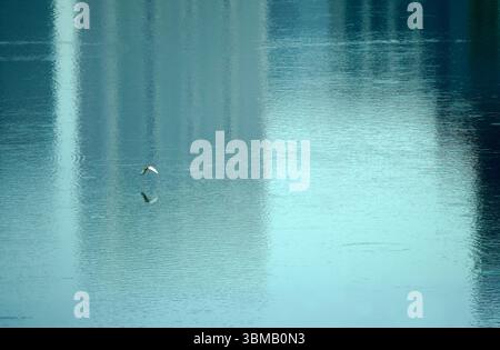 Oiseaux volant au-dessus du lac du parc CV1 au coucher du soleil Banque D'Images