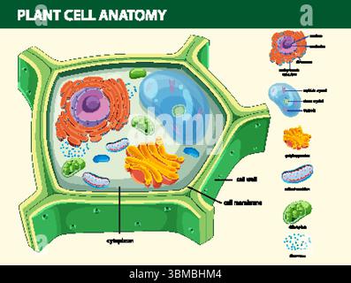 Illustration vectorielle colorée de l'anatomie des cellules végétales avec des organites marqués, mettant en évidence la structure cellulaire et les composants biologiques Illustration de Vecteur