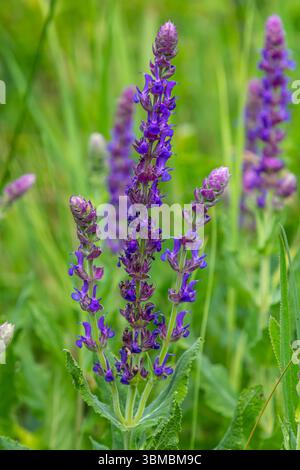 Salvia nemorosa, sauge forestière, belle couleur vive, fleurs bleu violet en fleurs, muscadine fleurs ornementales dans le jardin. Banque D'Images