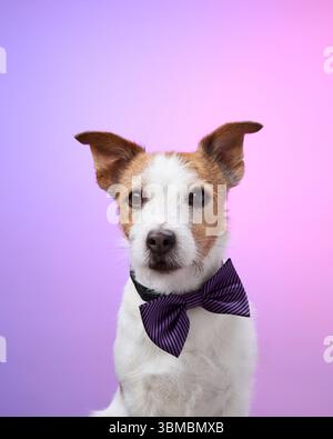 Un Jack Russell Terrier est assis calmement portant un noeud papillon violet sur un fond violet doux. L'image met en valeur le chien doux et composé Banque D'Images