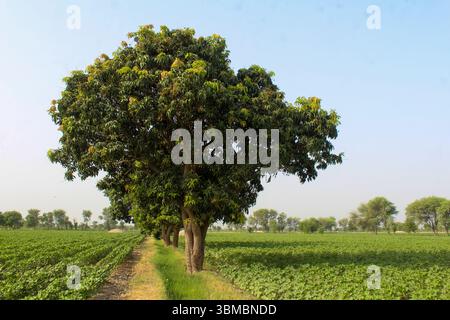 Verger de mangues avec des rangées d'arbres Mangifera indica en pleine croissance, culture de fruits tropicaux, paysage agricole. Banque D'Images