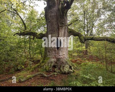 Chêne de cheminée (Quercus), chêne d'environ 400 ans dans la forêt primaire Sababurg, district de Reinhardswald, Hofgeismar, Hesse, Allemagne, Europe Banque D'Images