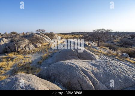 Rochers ronds et baobabs (Adansonia digitata) sur l'île de Kubu avec vue sur la marmite salée à la lumière du soir, île de Kubu (Lekubu), Sowa Pan, Makgad Banque D'Images