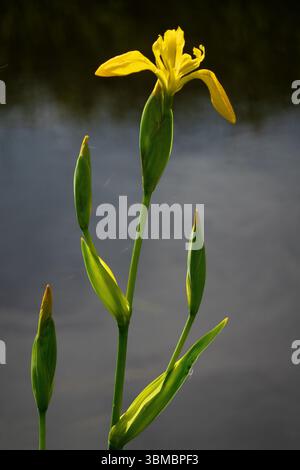 Fleurs jaunes et bourgeons d'iris jaune, également connu sous le nom de drapeau jaune ou drapeau d'eau Banque D'Images